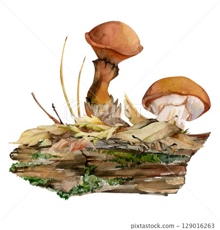 Suillus larch bolete slippery jack mushroom fungus, on bark with moss lichen growth, fallen autumn leaves twigs needles. Hand drawn watercolor Illustration. Autumn forest floor habitat natural scene Suillus larch bolete slippery jack mushroom fungus, on bark with moss lichen growth, fallen autumn leaves twigs needles. Hand drawn watercolor Illustration. Autumn forest floor habitat natural scene 129016263
