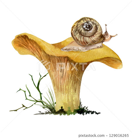 Golden chanterelle girolle mushroom with snail on top, twisting branch moss growth. Fungus nature illustration hand drawn in watercolor. Autumn forest harvest, vegan cooking edible raw ingredient. Golden chanterelle girolle mushroom with snail on top, twisting branch moss growth. Fungus nature illustration hand drawn in watercolor. Autumn forest harvest, vegan cooking edible raw ingredient. 129016265