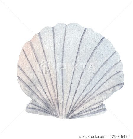 Watercolor illustration of a seashell on a white background. Hand drawn marine element for ocean-themed designs, cards, patterns, and beach decorations 129016431