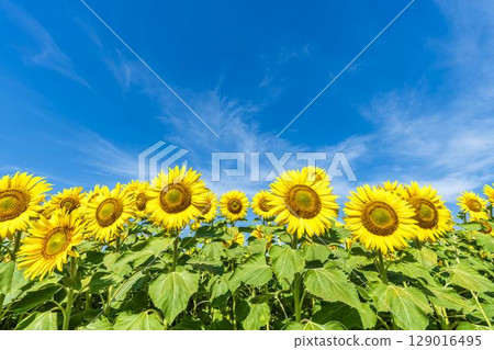 Sunflowers in full bloom. Sunflower fields in Yamamoto Town, Miyagi Prefecture (2025 Yamamoto Sunflower Festival). Yamamoto Town, Miyagi Prefecture. 129016495