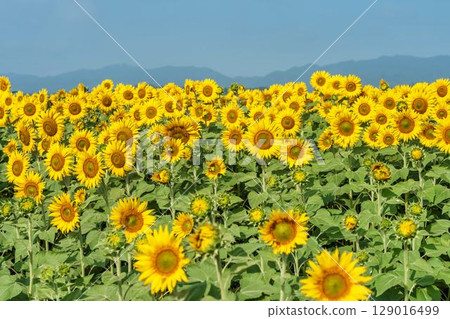 Sunflowers in full bloom. Sunflower fields in Yamamoto Town, Miyagi Prefecture (2025 Yamamoto Sunflower Festival). Yamamoto Town, Miyagi Prefecture. Sunflowers in full bloom. Sunflower fields in Yamamoto Town, Miyagi Prefecture (2025 Yamamoto Sunflower Festival). Yamamoto Town, Miyagi Prefecture. 129016499