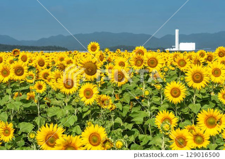 Sunflowers in full bloom. Sunflower fields in Yamamoto Town, Miyagi Prefecture (2025 Yamamoto Sunflower Festival). Yamamoto Town, Miyagi Prefecture. 129016500