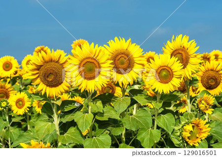 Sunflowers in full bloom. Sunflower fields in Yamamoto Town, Miyagi Prefecture (2025 Yamamoto Sunflower Festival). Yamamoto Town, Miyagi Prefecture. Sunflowers in full bloom. Sunflower fields in Yamamoto Town, Miyagi Prefecture (2025 Yamamoto Sunflower Festival). Yamamoto Town, Miyagi Prefecture. 129016501