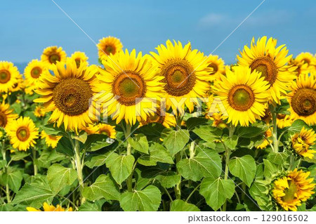 Sunflowers in full bloom. Sunflower fields in Yamamoto Town, Miyagi Prefecture (2025 Yamamoto Sunflower Festival). Yamamoto Town, Miyagi Prefecture. Sunflowers in full bloom. Sunflower fields in Yamamoto Town, Miyagi Prefecture (2025 Yamamoto Sunflower Festival). Yamamoto Town, Miyagi Prefecture. 129016502