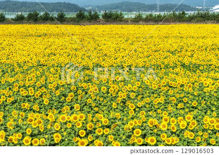 Sunflowers in full bloom. Sunflower fields in Yamamoto Town, Miyagi Prefecture (2025 Yamamoto Sunflower Festival). Yamamoto Town, Miyagi Prefecture. Sunflowers in full bloom. Sunflower fields in Yamamoto Town, Miyagi Prefecture (2025 Yamamoto Sunflower Festival). Yamamoto Town, Miyagi Prefecture. 129016503