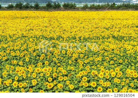 Sunflowers in full bloom. Sunflower fields in Yamamoto Town, Miyagi Prefecture (2025 Yamamoto Sunflower Festival). Yamamoto Town, Miyagi Prefecture. Sunflowers in full bloom. Sunflower fields in Yamamoto Town, Miyagi Prefecture (2025 Yamamoto Sunflower Festival). Yamamoto Town, Miyagi Prefecture. 129016504