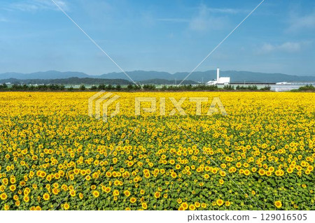 Sunflowers in full bloom. Sunflower fields in Yamamoto Town, Miyagi Prefecture (2025 Yamamoto Sunflower Festival). Yamamoto Town, Miyagi Prefecture. Sunflowers in full bloom. Sunflower fields in Yamamoto Town, Miyagi Prefecture (2025 Yamamoto Sunflower Festival). Yamamoto Town, Miyagi Prefecture. 129016505