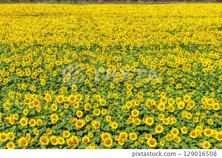 Sunflowers in full bloom. Sunflower fields in Yamamoto Town, Miyagi Prefecture (2025 Yamamoto Sunflower Festival). Yamamoto Town, Miyagi Prefecture. 129016508