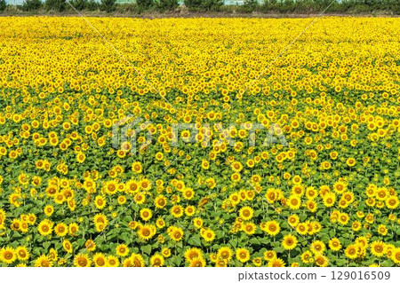 Sunflowers in full bloom. Sunflower fields in Yamamoto Town, Miyagi Prefecture (2025 Yamamoto Sunflower Festival). Yamamoto Town, Miyagi Prefecture. 129016509