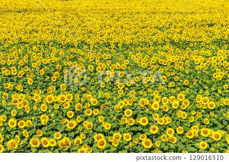 Sunflowers in full bloom. Sunflower fields in Yamamoto Town, Miyagi Prefecture (2025 Yamamoto Sunflower Festival). Yamamoto Town, Miyagi Prefecture. 129016510