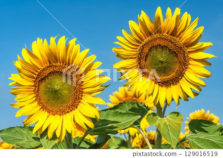 Sunflowers in full bloom. Sunflower fields in Yamamoto Town, Miyagi Prefecture (2025 Yamamoto Sunflower Festival). Yamamoto Town, Miyagi Prefecture. 129016519
