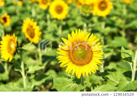 Sunflowers in full bloom. Sunflower fields in Yamamoto Town, Miyagi Prefecture (2025 Yamamoto Sunflower Festival). Yamamoto Town, Miyagi Prefecture. 129016520