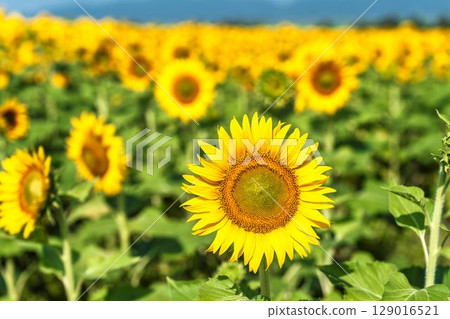 Sunflowers in full bloom. Sunflower fields in Yamamoto Town, Miyagi Prefecture (2025 Yamamoto Sunflower Festival). Yamamoto Town, Miyagi Prefecture. 129016521