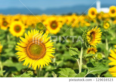 Sunflowers in full bloom. Sunflower fields in Yamamoto Town, Miyagi Prefecture (2025 Yamamoto Sunflower Festival). Yamamoto Town, Miyagi Prefecture. 129016523