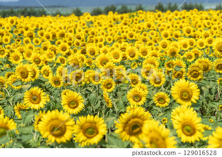 Sunflowers in full bloom. Sunflower fields in Yamamoto Town, Miyagi Prefecture (2025 Yamamoto Sunflower Festival). Yamamoto Town, Miyagi Prefecture. Sunflowers in full bloom. Sunflower fields in Yamamoto Town, Miyagi Prefecture (2025 Yamamoto Sunflower Festival). Yamamoto Town, Miyagi Prefecture. 129016528