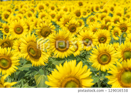 Sunflowers in full bloom. Sunflower fields in Yamamoto Town, Miyagi Prefecture (2025 Yamamoto Sunflower Festival). Yamamoto Town, Miyagi Prefecture. 129016538