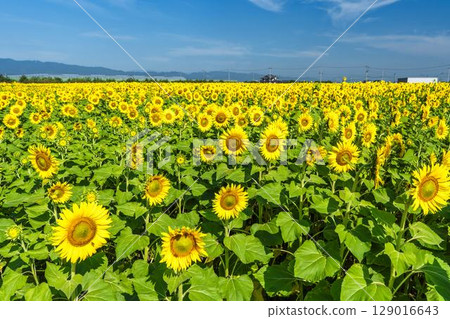 Sunflowers in full bloom. Sunflower fields in Yamamoto Town, Miyagi Prefecture (2025 Yamamoto Sunflower Festival). Yamamoto Town, Miyagi Prefecture. Sunflowers in full bloom. Sunflower fields in Yamamoto Town, Miyagi Prefecture (2025 Yamamoto Sunflower Festival). Yamamoto Town, Miyagi Prefecture. 129016643