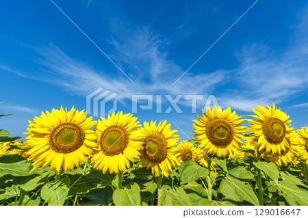 Sunflowers in full bloom. Sunflower fields in Yamamoto Town, Miyagi Prefecture (2025 Yamamoto Sunflower Festival). Yamamoto Town, Miyagi Prefecture. 129016647