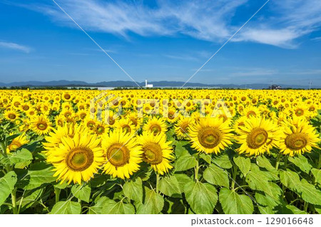 Sunflowers in full bloom. Sunflower fields in Yamamoto Town, Miyagi Prefecture (2025 Yamamoto Sunflower Festival). Yamamoto Town, Miyagi Prefecture. 129016648