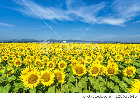 Sunflowers in full bloom. Sunflower fields in Yamamoto Town, Miyagi Prefecture (2025 Yamamoto Sunflower Festival). Yamamoto Town, Miyagi Prefecture. 129016649