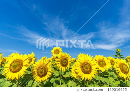Sunflowers in full bloom. Sunflower fields in Yamamoto Town, Miyagi Prefecture (2025 Yamamoto Sunflower Festival). Yamamoto Town, Miyagi Prefecture. Sunflowers in full bloom. Sunflower fields in Yamamoto Town, Miyagi Prefecture (2025 Yamamoto Sunflower Festival). Yamamoto Town, Miyagi Prefecture. 129016655