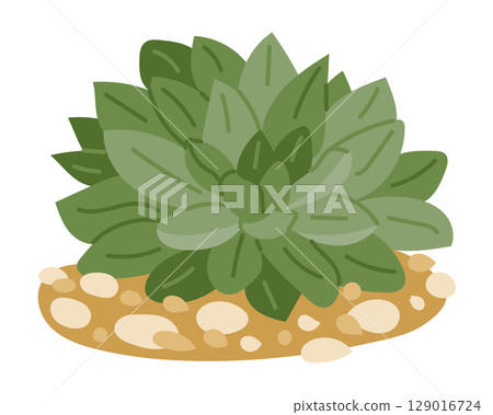 Green succulent plant with thick leaves growing on sandy soil with pebbles 129016724