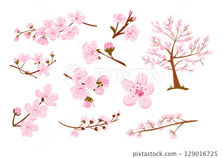 Set of blooming cherry blossom branches and tree with delicate pink flowers 129016725