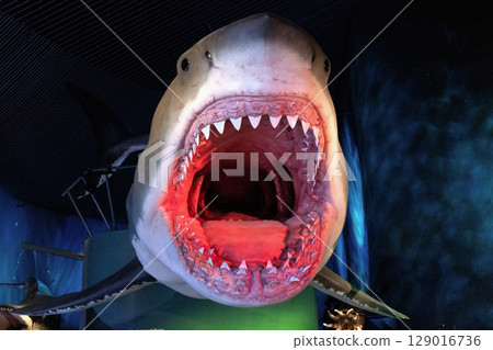 Model of shark with big open mouth 129016736