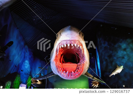 Model of shark with big open mouth Model of shark with big open mouth 129016737
