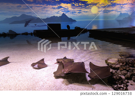 A group of stingrays fish are swimming in the water 129016738