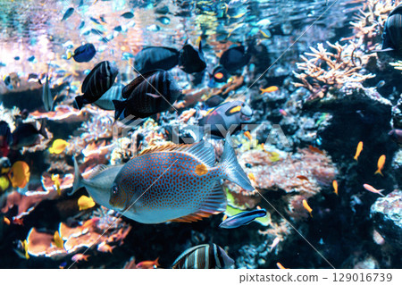 Many colorful fish and coral Many colorful fish and coral 129016739