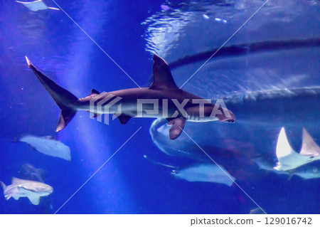 The hammerhead shark swimming underwater 129016742