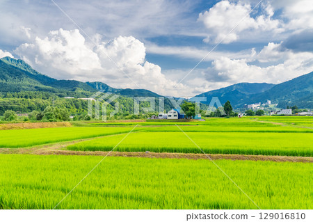 <<Niigata Prefecture>> Summer rural scenery: Uonuma land 129016810