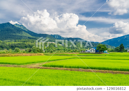 《新潟縣》夏日田園風光:魚沼之地 《新潟縣》夏日田園風光:魚沼之地 129016812