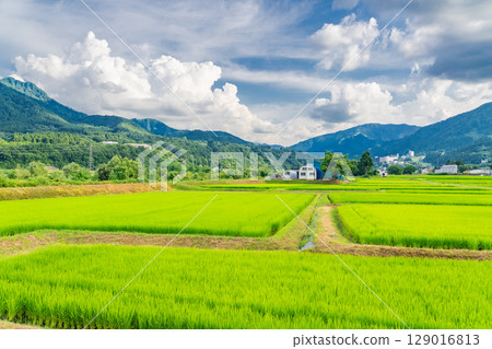 <<Niigata Prefecture>> Summer rural scenery: Uonuma land <<Niigata Prefecture>> Summer rural scenery: Uonuma land 129016813