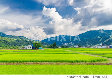 《新潟縣》夏日田園風光：魚沼之地 129016819