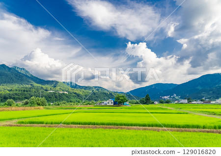 <<Niigata Prefecture>> Summer rural scenery: Uonuma land <<Niigata Prefecture>> Summer rural scenery: Uonuma land 129016820