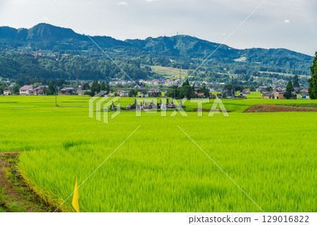《新潟縣》夏日田園風光:魚沼之地 《新潟縣》夏日田園風光:魚沼之地 129016822