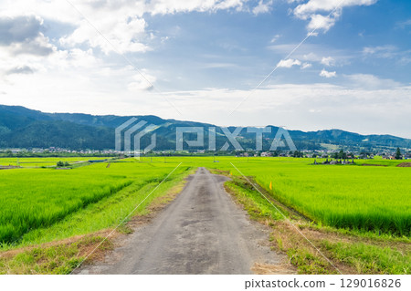 《新潟縣》夏日田園風光：魚沼之地 129016826