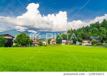 《新潟縣》夏日田園風光：魚沼之地 129016831