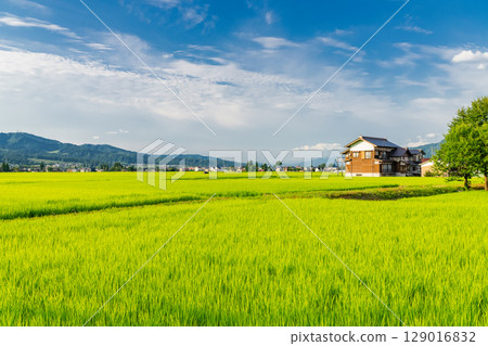 <<Niigata Prefecture>> Summer rural scenery: Uonuma land 129016832