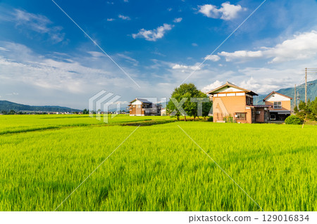 <<Niigata Prefecture>> Summer rural scenery: Uonuma land 129016834