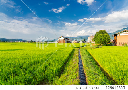<<Niigata Prefecture>> Summer rural scenery: Uonuma land 129016835