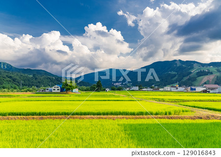 <<Niigata Prefecture>> Summer rural scenery: Uonuma land 129016843