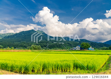 <<Niigata Prefecture>> Summer rural scenery: Uonuma land <<Niigata Prefecture>> Summer rural scenery: Uonuma land 129016844