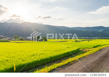 <<Niigata Prefecture>> Summer rural scenery: Uonuma land 129016855