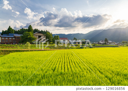 <<Niigata Prefecture>> Summer rural scenery: Uonuma land 129016856
