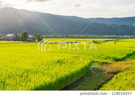 <<Niigata Prefecture>> Summer rural scenery: Uonuma land 129016857
