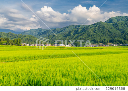 <<Niigata Prefecture>> Summer rural scenery: Uonuma land 129016866