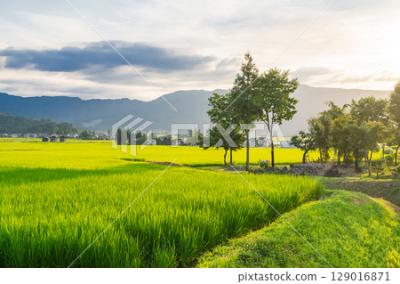 <<Niigata Prefecture>> Summer rural scenery: Uonuma land 129016871